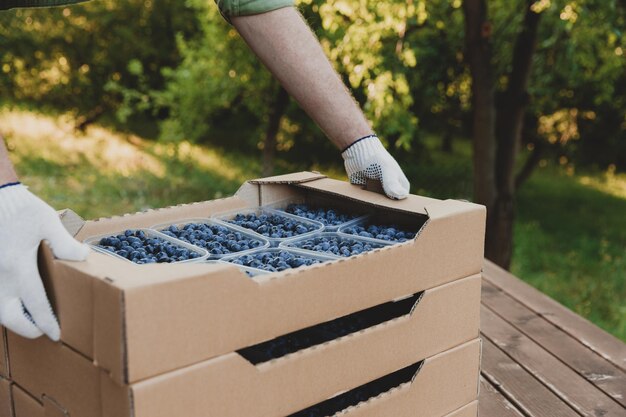 Trabajador de una granja que empaca arándanos para el envío, envasa los ánibus para la entrega y los vende con las manos de un hombre.