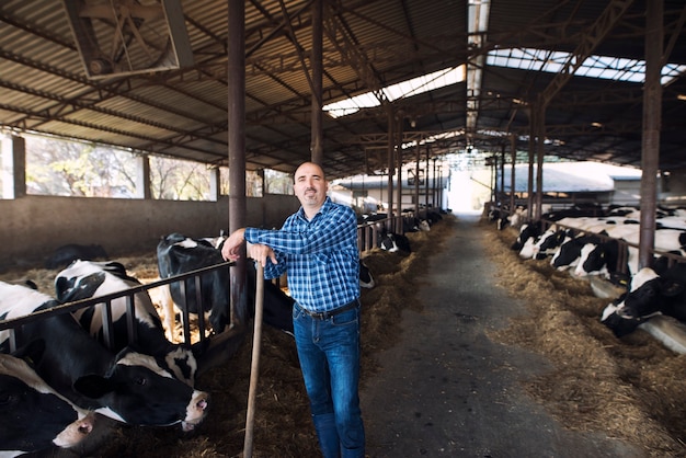 Trabajador del granjero de pie en la granja de ganado mientras las vacas comen animales domésticos