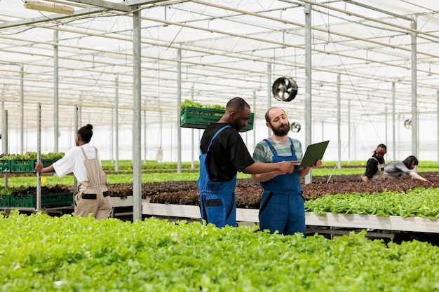 Trabajador de invernadero afroamericano sosteniendo una caja con lechuga fresca apuntando a la pantalla de una laptop revisando pedidos en línea con un agricultor. Recolectores que se preparan para entregar pedidos en línea de alimentos orgánicos al cliente.