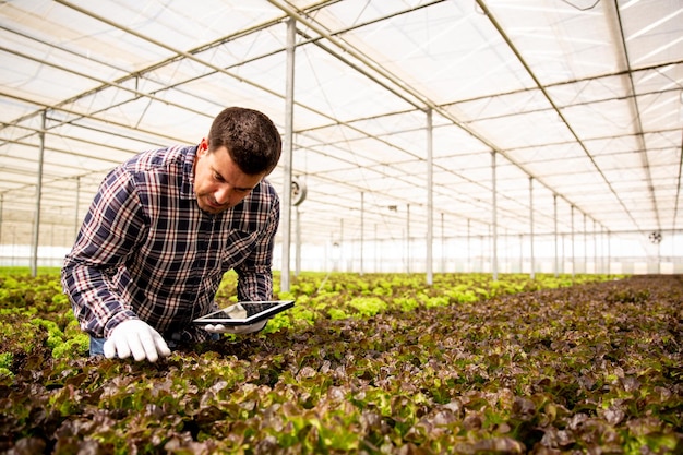 Trabajador de invernadero estudiando plantas de ensalada con una tableta en las manos