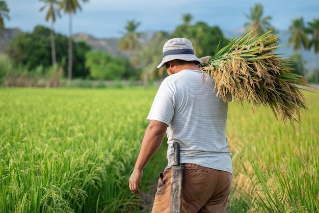 Trabajador latino de arroz recogiendo en campo de arroz