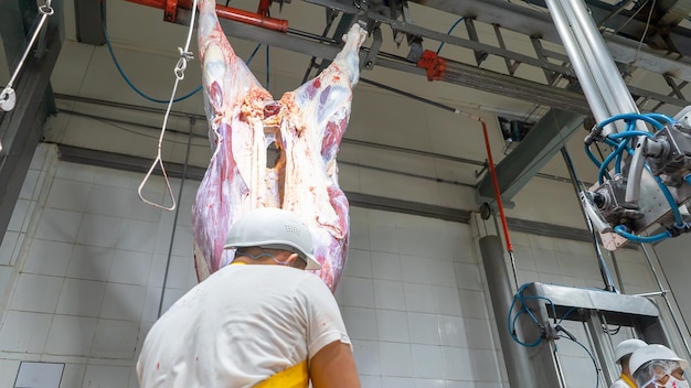 Foto trabajador latino visto desde atrás cargando una carne sacrificada para proceder a descuartizarla