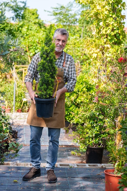 Trabajador mayor traslada una planta de abeto para exhibirla en un vivero de plantas y flores de colores