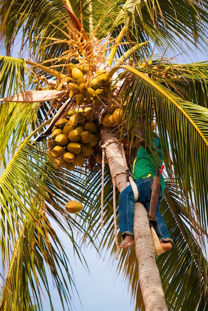 El trabajador de la palma se quita los cocos.