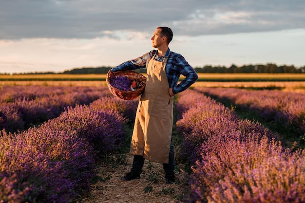 Trabajador profesional en uniforme sosteniendo una cesta con racimos de lavanda cortados y tijeras en un campo de lavanda Cosechando el concepto de lavanda