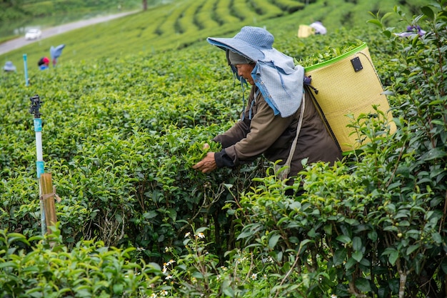 Foto trabajador recogiendo hojas de té en la plantación de té choui fong en la provincia de chiangrai, norte de tailandia.