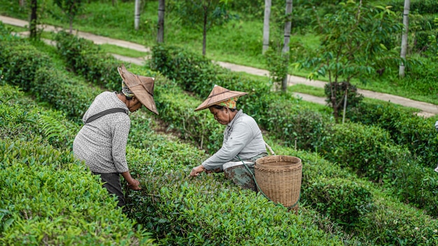 Trabajador recogiendo hojas de té