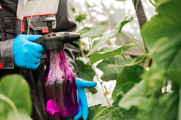 El trabajador rocía pesticidas orgánicos en las plantas.