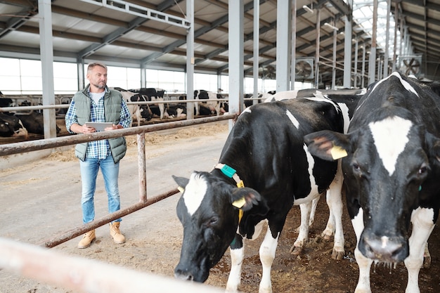 Trabajador seguro de gran granja lechera con touchpad de pie junto al establo y mirando vacas lecheras en blanco y negro