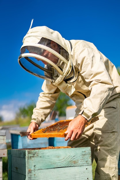 Trabajador en traje protector con panales Apicultor trabajando con colmenar de abejas