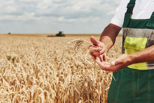 El trabajador uniformado se para en el campo y muestra la vaina de trigo. Cosechadora detrás.