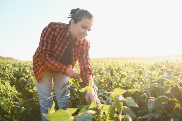 Trabajadora agrícola caucásica inspeccionando la soja en el campo por las tardes de verano en algún lugar de Ucrania