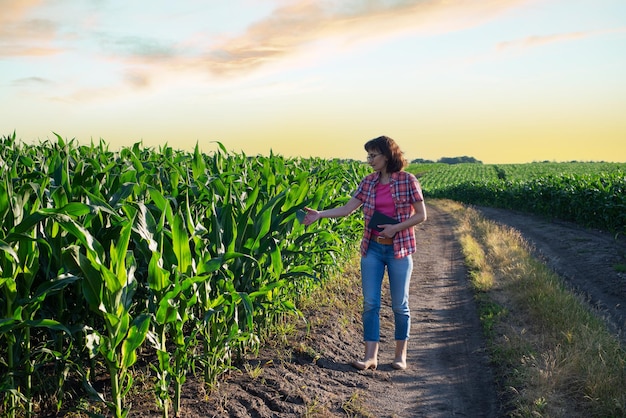 Trabajadora agrícola caucásica de mediana edad con tableta inspeccionando tallos de maíz en el campo