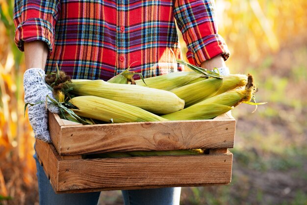 La trabajadora agrícola sostiene una caja de madera con mazorcas de maíz