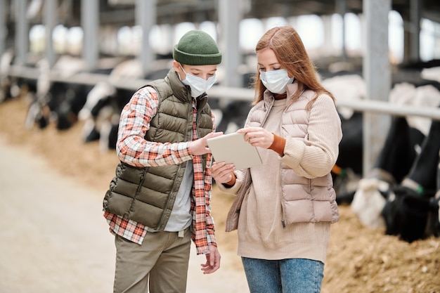 Trabajadora de granja de animales y adolescente en ropa casual y máscaras protectoras discutiendo datos en línea contra potreros con vacas