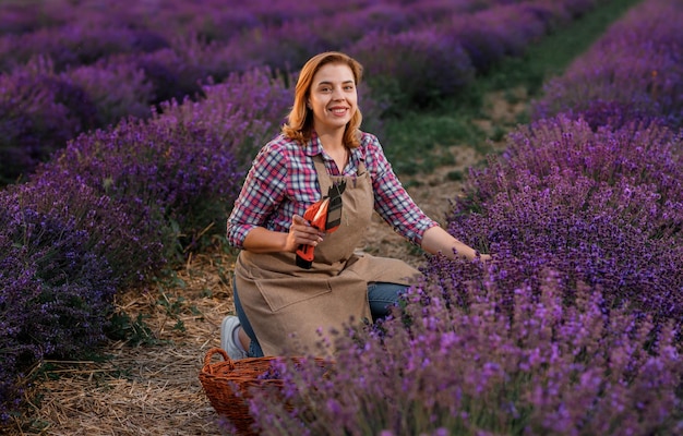 Trabajadora profesional en uniforme Cortando racimos de lavanda con tijeras en un campo de lavanda Concepto de cosecha de lavanda