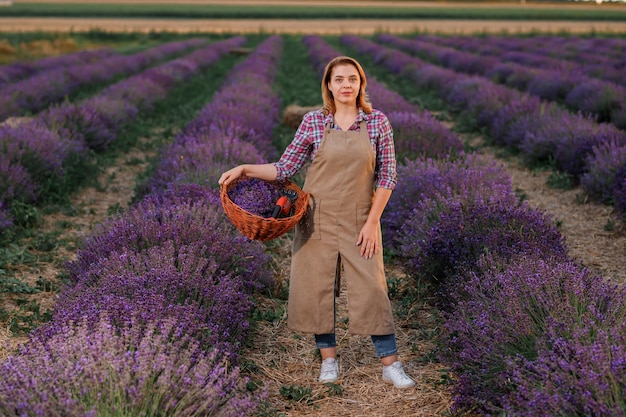 Trabajadora profesional en uniforme sosteniendo una cesta con racimos cortados de lavanda y tijeras en un campo de lavanda Cosechando el concepto de lavanda