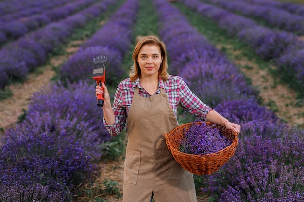 Trabajadora profesional en uniforme sosteniendo una cesta con racimos cortados de lavanda y tijeras en un campo de lavanda Cosechando el concepto de lavanda