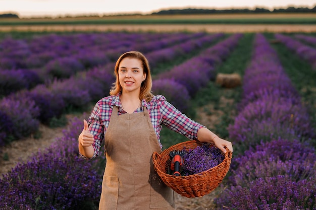 Trabajadora profesional en uniforme sosteniendo una cesta con racimos cortados de lavanda y tijeras en un campo de lavanda Cosechando el concepto de lavanda