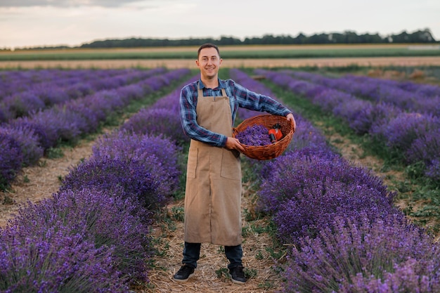 Trabajadora profesional en uniforme sosteniendo una cesta con racimos cortados de lavanda y tijeras en un campo de lavanda Cosechando el concepto de lavanda