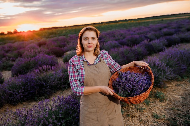 Trabajadora profesional en uniforme sosteniendo una cesta con racimos de lavanda cortados en un campo de lavanda y aroma curativo de flores Cosechando el concepto de lavanda