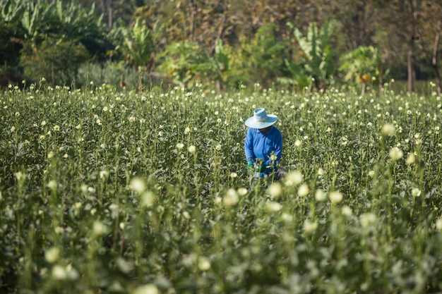 Las trabajadoras están recogiendo Okra verde