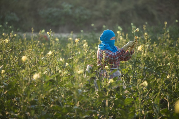 Las trabajadoras están recogiendo Okra verde