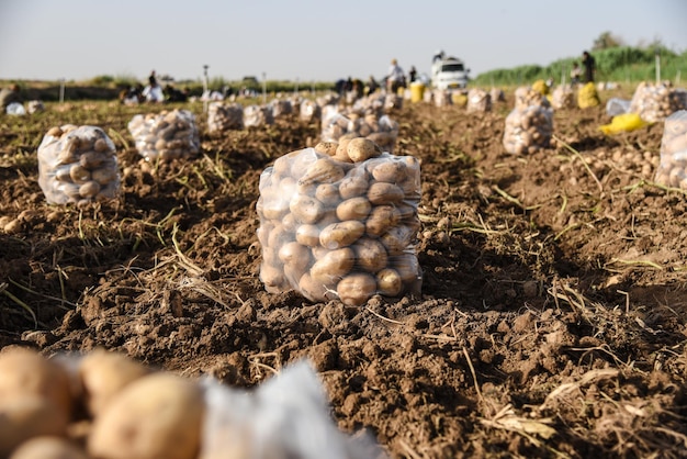 Trabajadores agrícolas de papas en el fondo