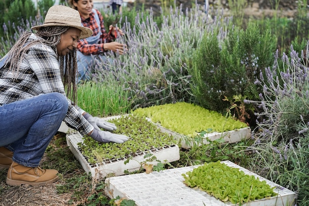 Los trabajadores agrícolas senior que preparan las plántulas en una caja con tierra dentro de la granja de hortalizas - Se centran en el rostro de la mujer africana