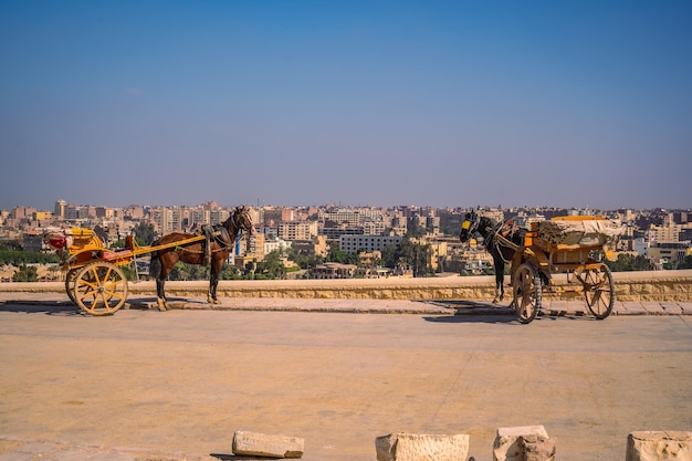 Trabajadores con caballos en las pirámides de Giza el monumento funerario más antiguo del mundo