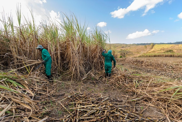 Trabajadores de caña de azúcar cosechando caña de azúcar orgánica a mano en Paraiba Brasil