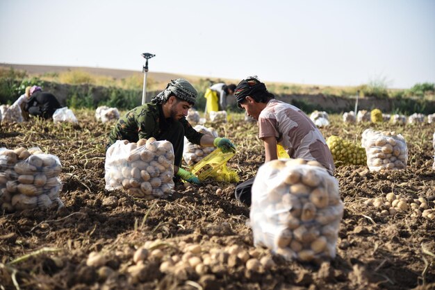 Foto trabajadores en la granja de papas