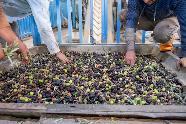 Foto trabajadores llenando la máquina de prensado con aceitunas para producir aceite más tarde