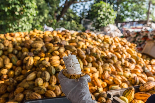 Trabajadores preparando fruta fresca de cacao antes de la fermentación