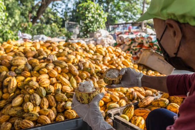 Trabajadores preparando fruta fresca de cacao antes de la fermentación