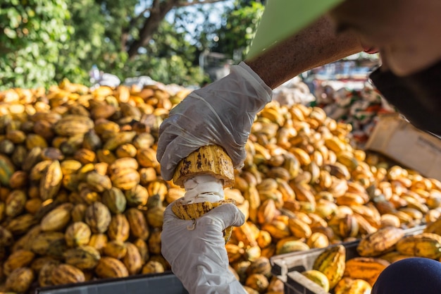 Trabajadores preparando fruta fresca de cacao antes de la fermentación