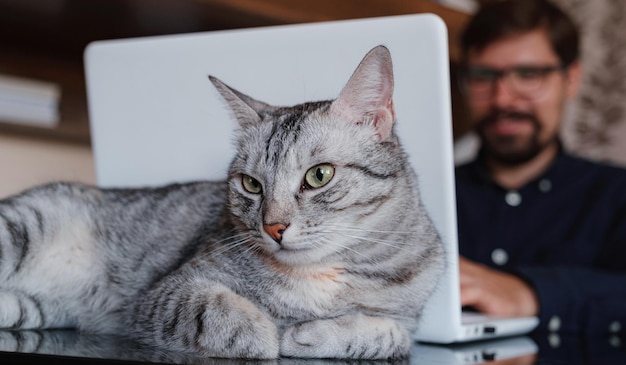 Trabajando en casa con una mascota acostada en el regazo El hombre trabaja desde casa escribiendo en una computadora portátil