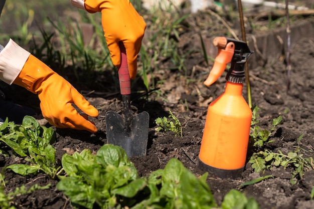 trabajando con espinacas en el jardín de la granja.