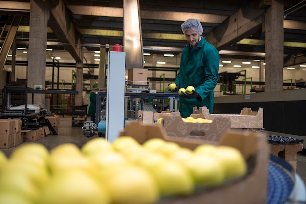 Trabajando en la fábrica de alimentos orgánicos clasificando manzanas verdes y transportando la cinta transportadora al almacenamiento en frío.