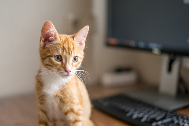 Trabajar desde casa Ginger cat durmiendo debajo de la computadora