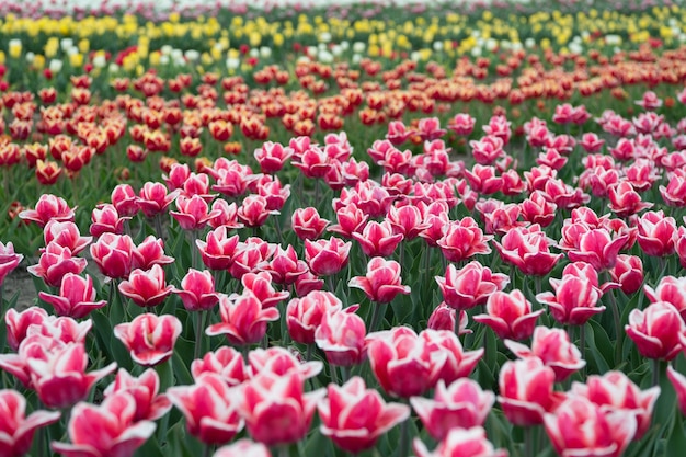 Trabajar con flores paisaje de primavera con flores Increíble campo de tulipanes en Holanda relajarse y manejar el estrés tulipanes en primavera Fondo floral de primavera Campiña holandesa tulipanes en el jardín