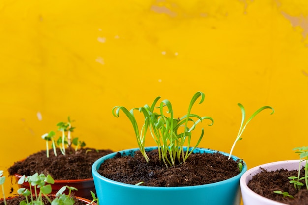 Trabajar en el jardín, plantar macetas de cerca