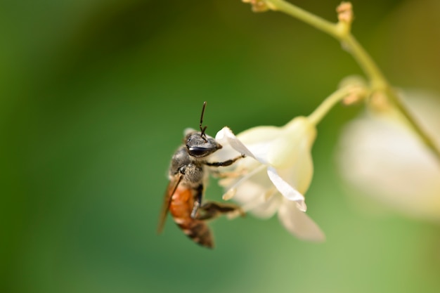 Trabajo de abeja para la miel de un poco de flores blancas