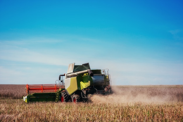 Trabajo cosechadora en el campo de trigo