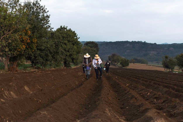 Trabajo en Equipo Agricultor Mexicano Colaborando en la Siembra de Frijol