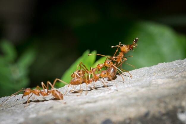 Foto trabajo del equipo red ant