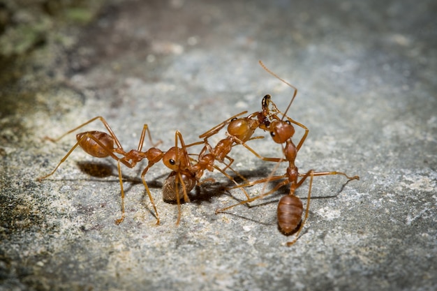 Foto trabajo del equipo red ant