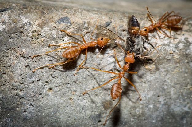 Foto trabajo del equipo red ant