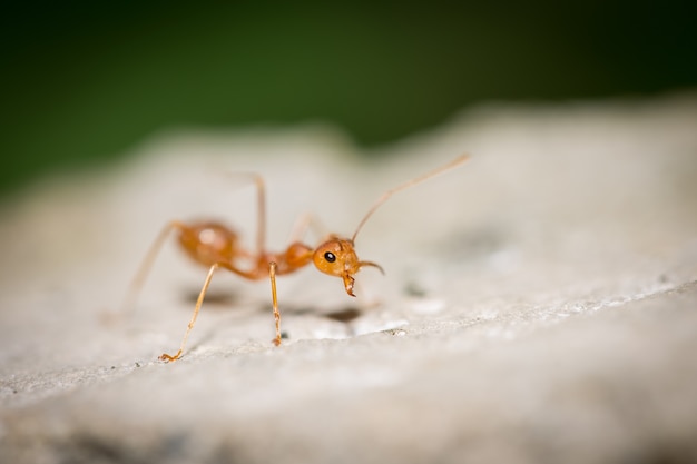 Foto trabajo del equipo red ant