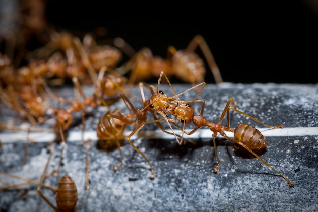 Foto trabajo del equipo red ant